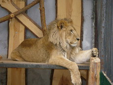 Visit ZOO in Slovakia (Lion from ZOO SNV)